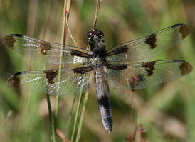 Twelve-spotted Skimmer